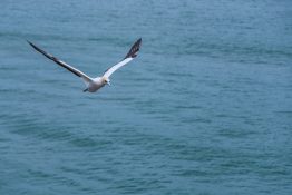 gannet-in-flight-5
