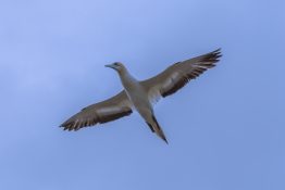 gannet-in-flight-6