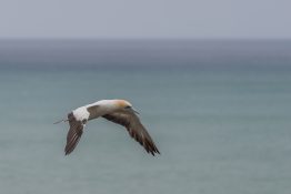 gannet-in-flight-4