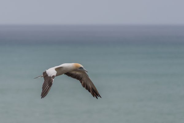 gannet-in-flight-4